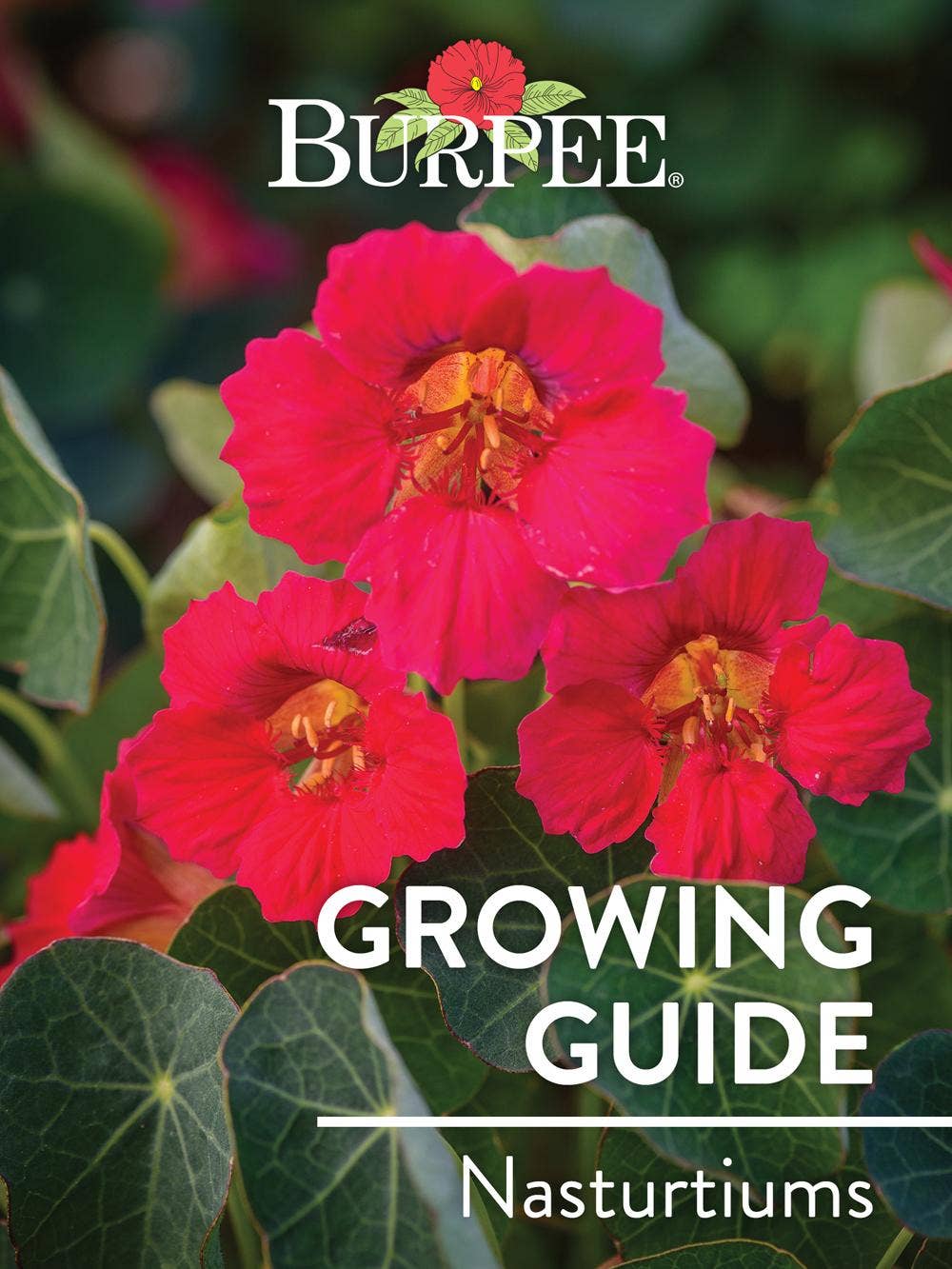 Learn About Nasturtiums