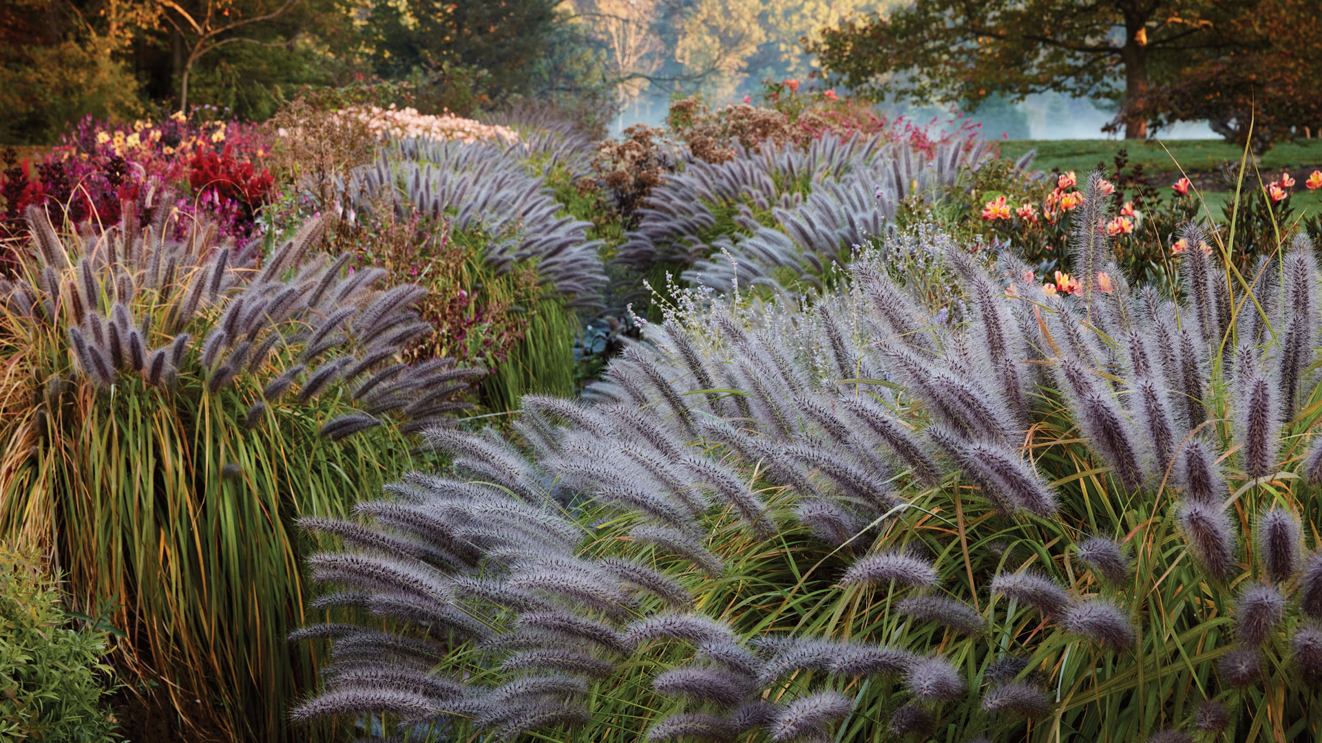 A Guide to Planting Ornamental Grasses - Burpee