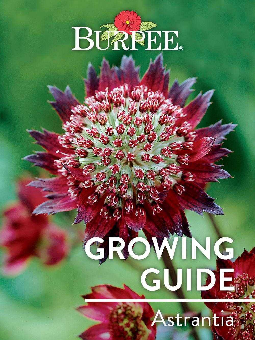 Learn About Astrantia | Burpee Gardening - Burpee