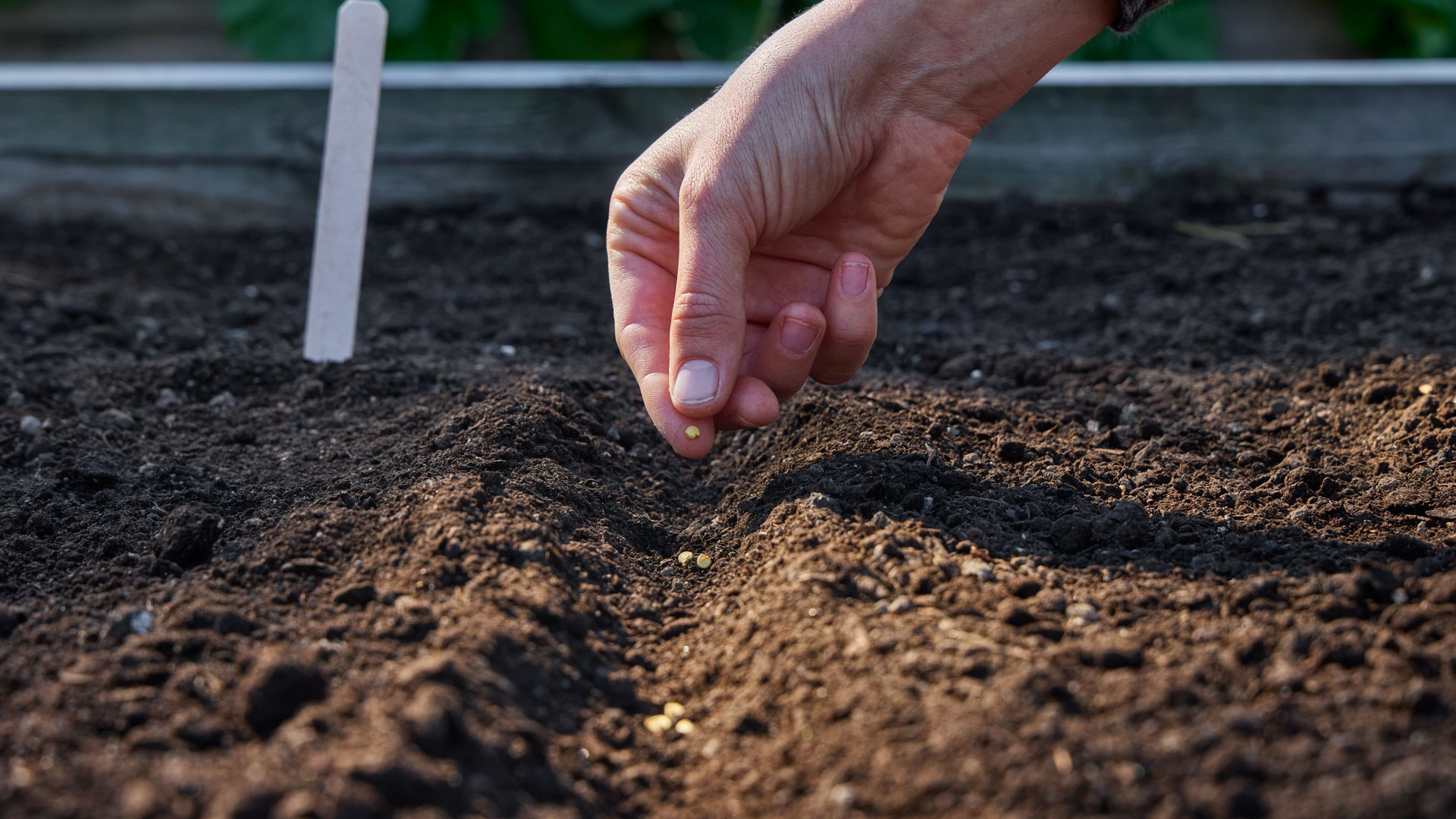 When and How to Direct Sow Seeds - Burpee