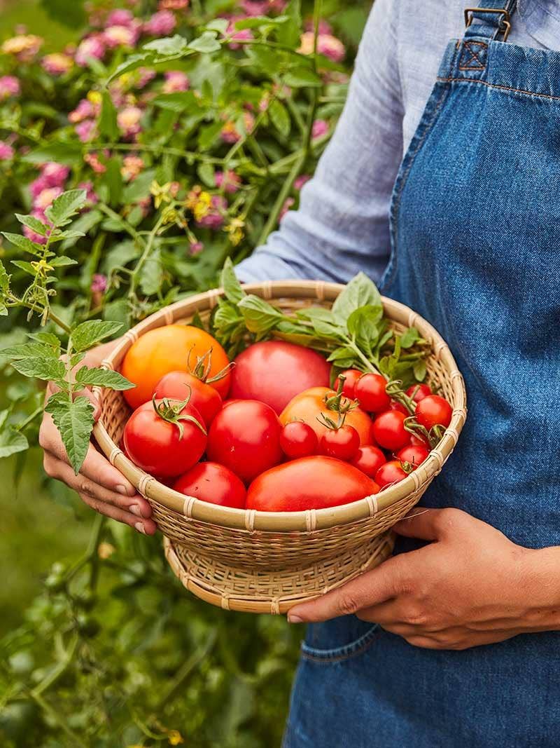 Growing a variety of tomato plants