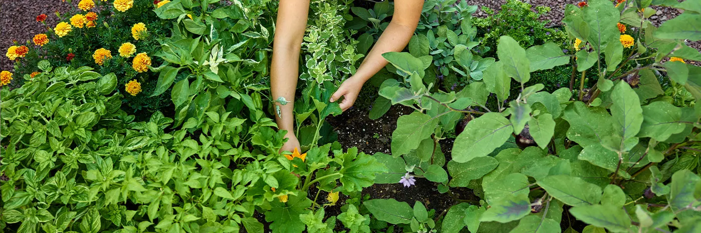 What Is Urban Gardening? Your Guide to Gardening in a City - Burpee