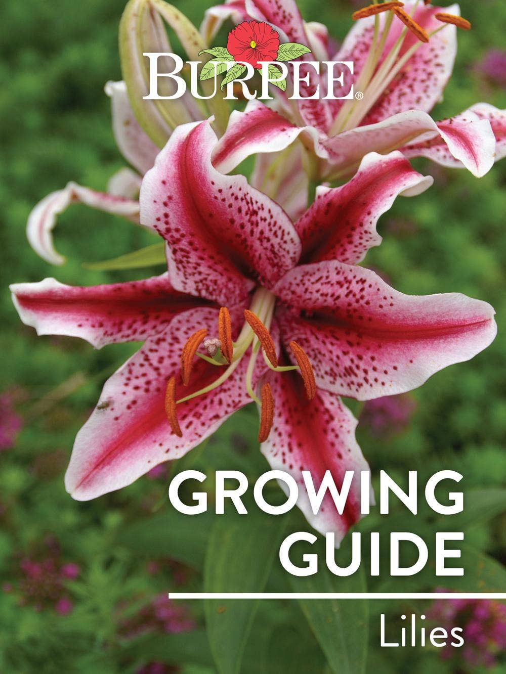 Learn About Lilies - Burpee