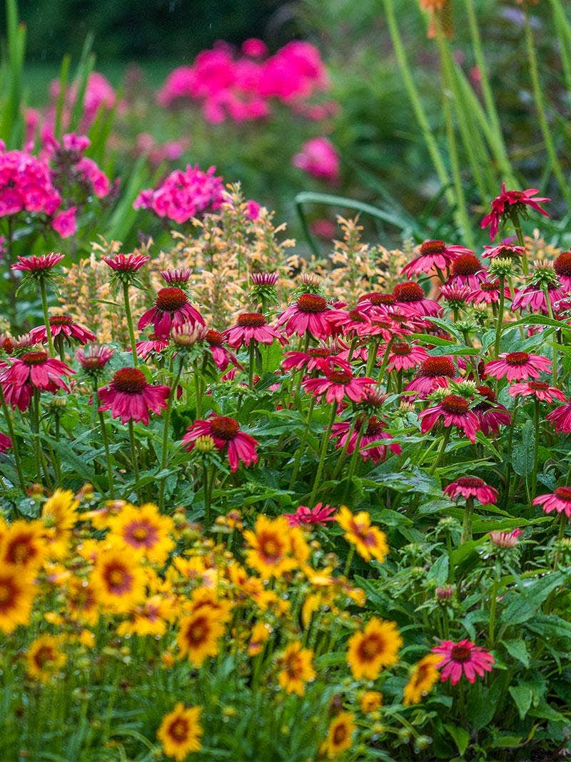 Perennial Flowers for All Seasons - Burpee