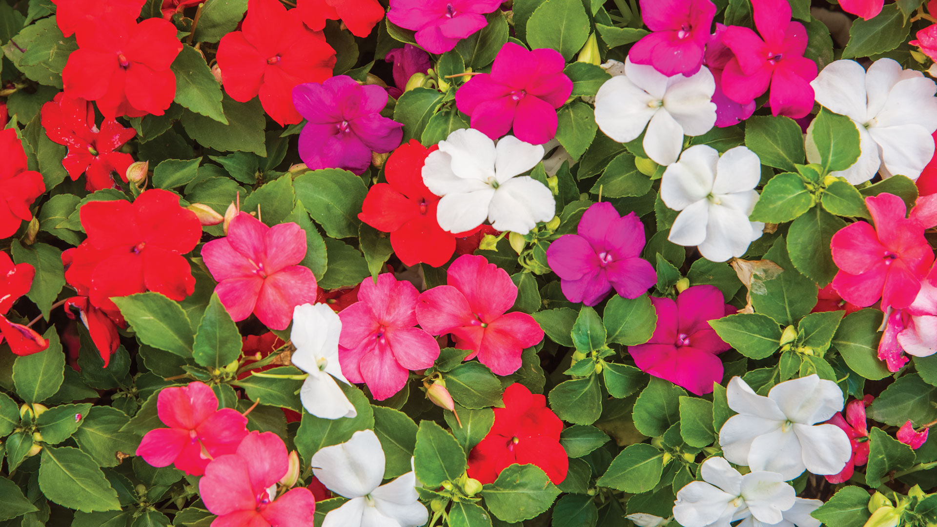 How to Grow Impatiens from Seed - A Beginner's Guide - Burpee