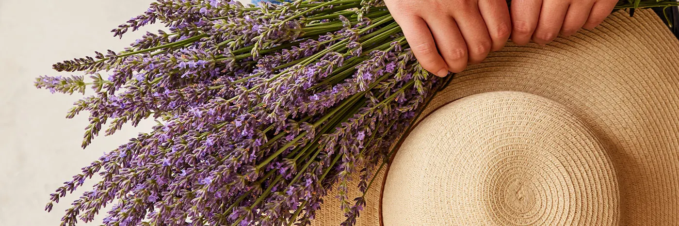 Lavender Varieties and Their Companion Plants - Burpee
