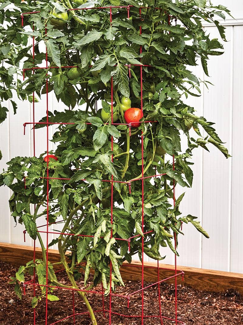 How to Use a Tomato Cage - Burpee