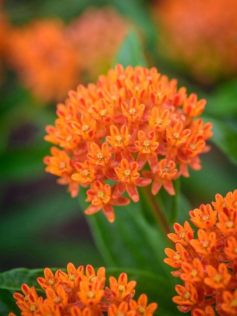 Starting Perennial Flowers From Seed - Burpee