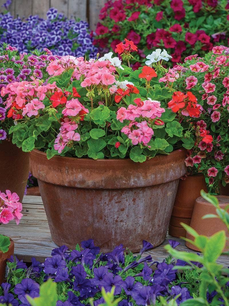 How to Create Flower Containers with Curb Appeal - Burpee