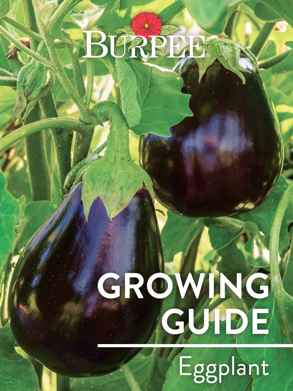 Learn About Eggplant | Burpee Gardening - Burpee