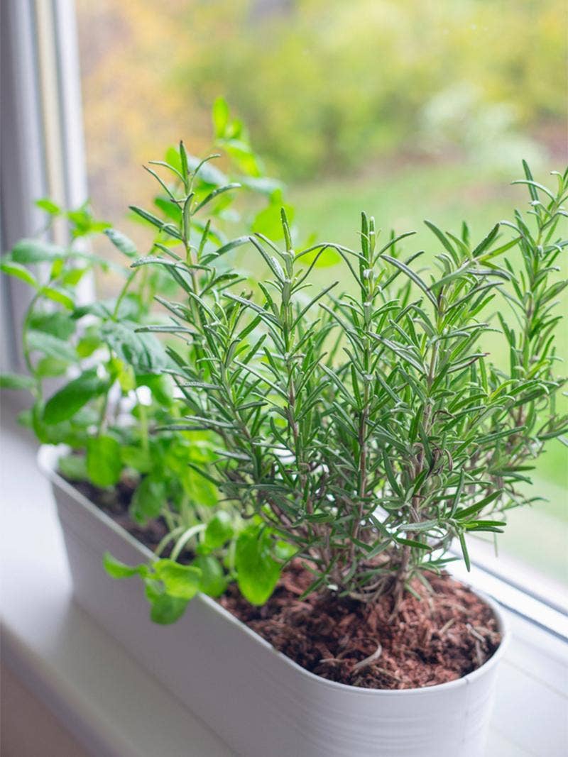 growing money plant Full Size Money Tree