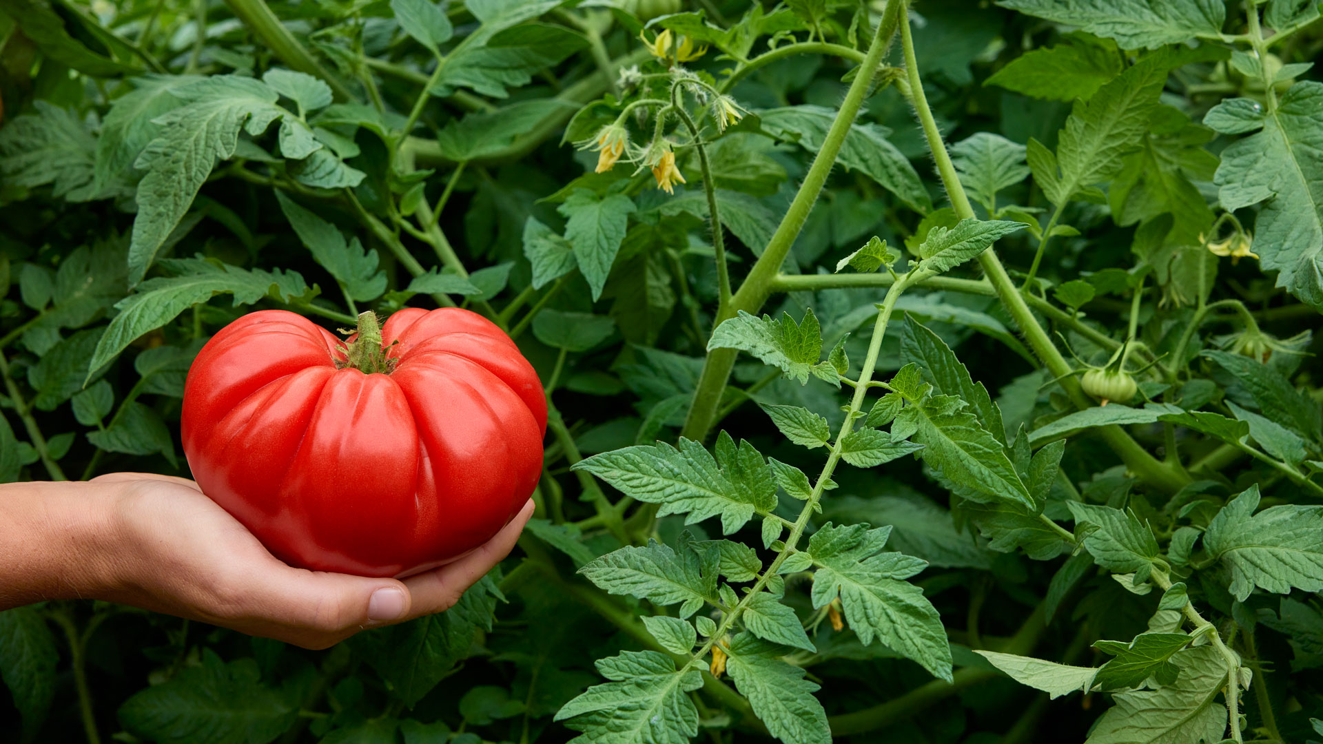 Zapotec Tomato Seeds: Rare Mexican Heirloom, Drought Tolerant (10 Seeds) -  Etsy, image size:1920x1080
