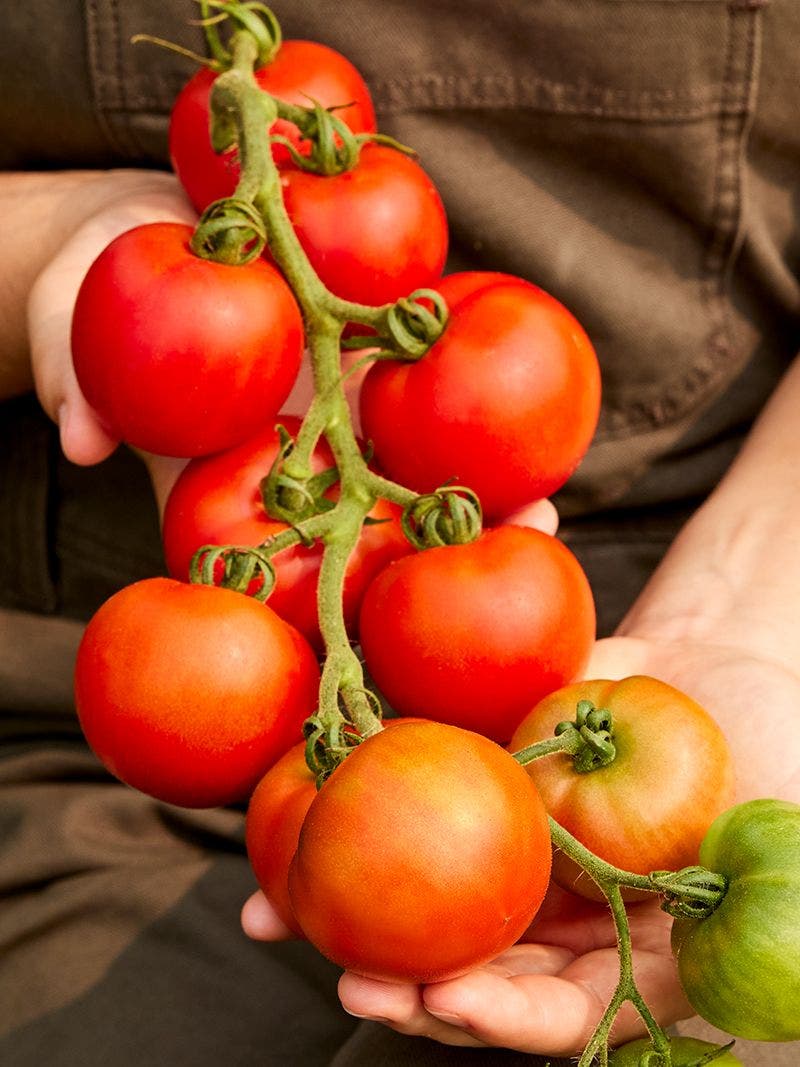 Wild Tomato Shows Better Resistance to Bacterial Canker Than Cultivated  Varieties- Crop Biotech Update (January 29, 2020) | Crop Biotech Update -  ISAAA.org, image size:800x1067
