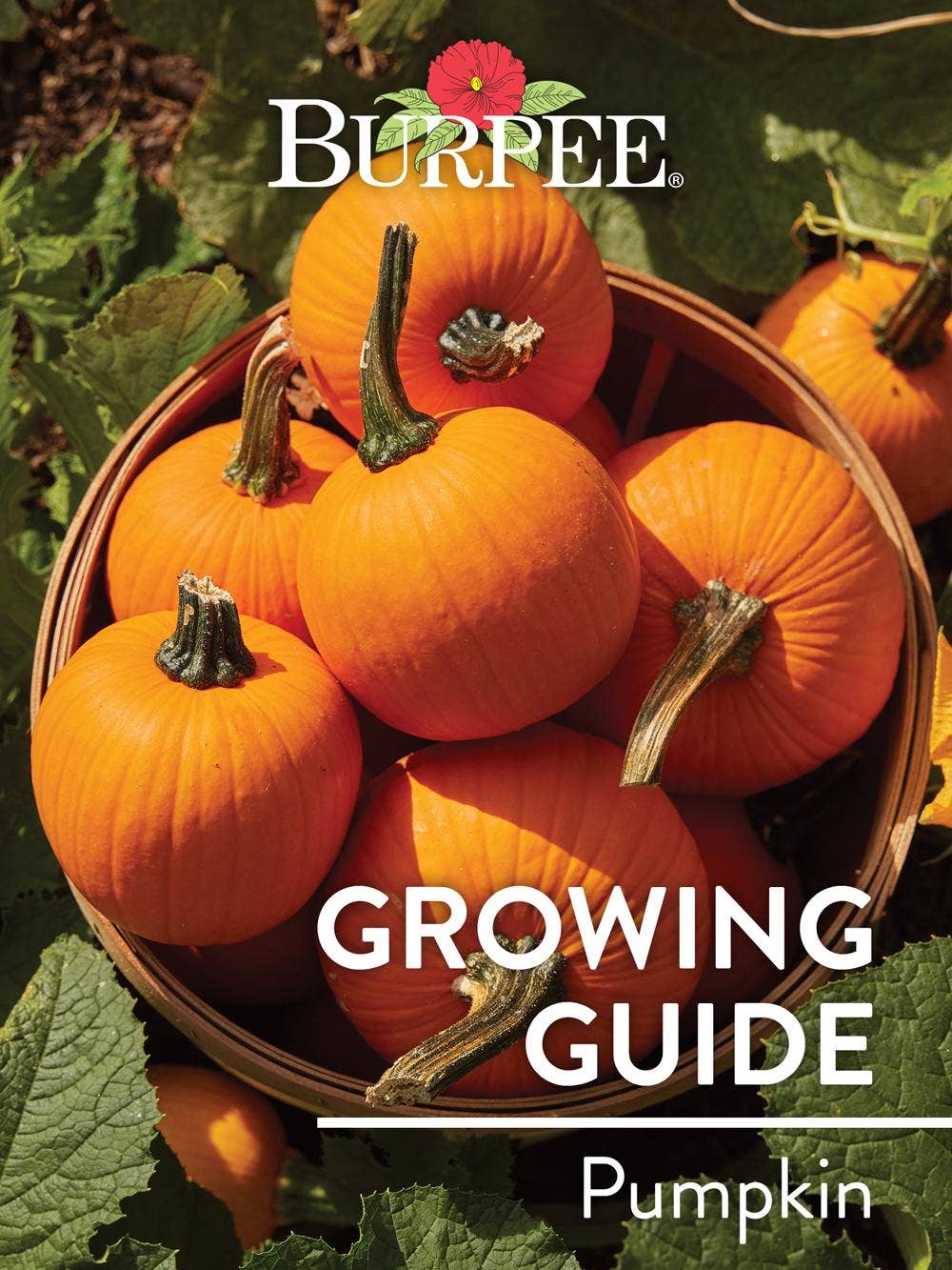 Learn About Pumpkin | Burpee Gardening - Burpee, image size:1000x1333