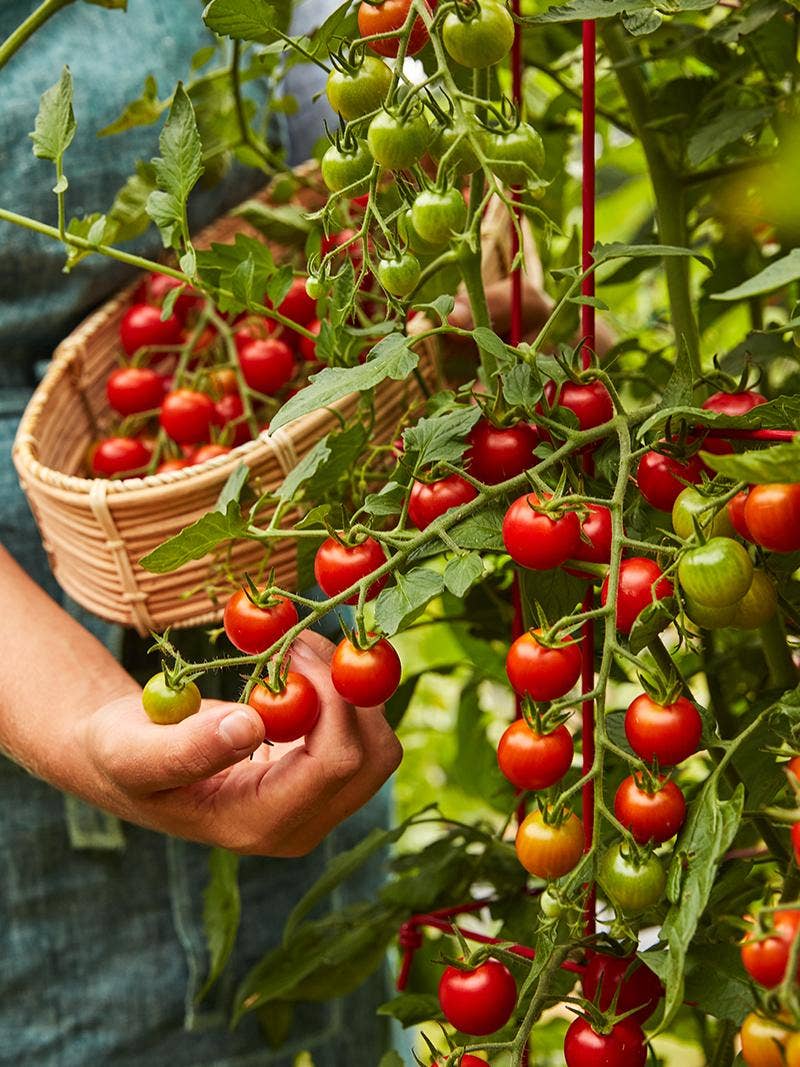 When to Plant Tomatoes to Maximize Your Harvest