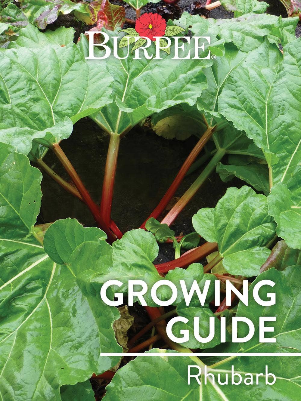 Learn About Rhubarb - Burpee