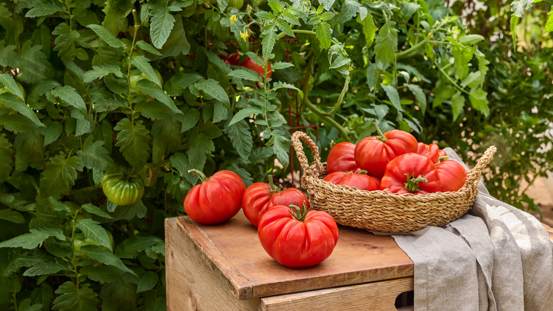 Disease Resistant Tomatoes - Burpee, image size:1920x1080