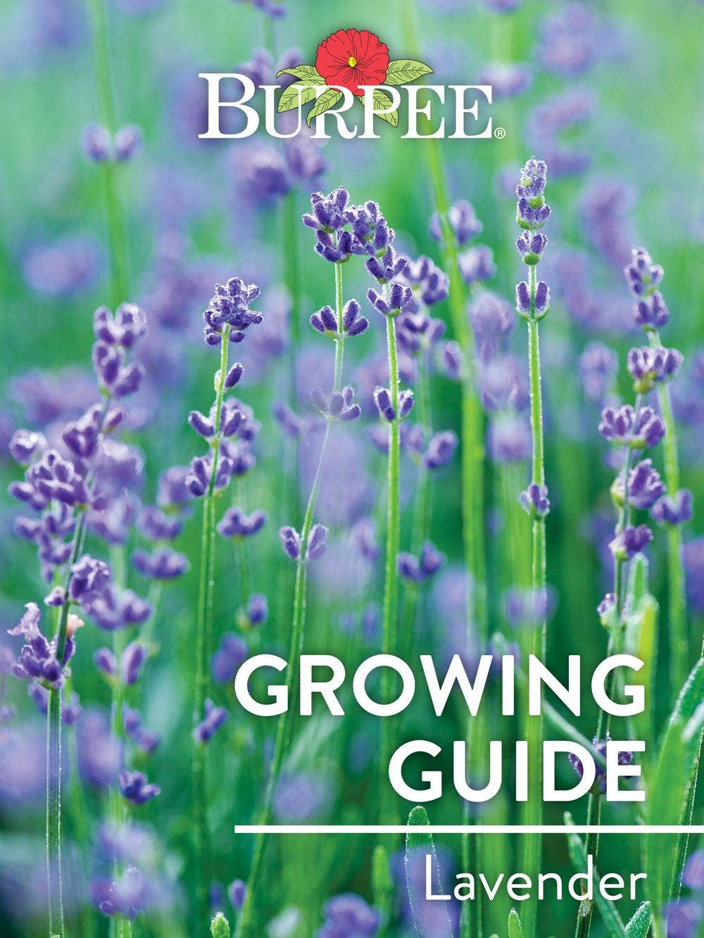 Learn About Lavenders | Burpee Gardening - Burpee