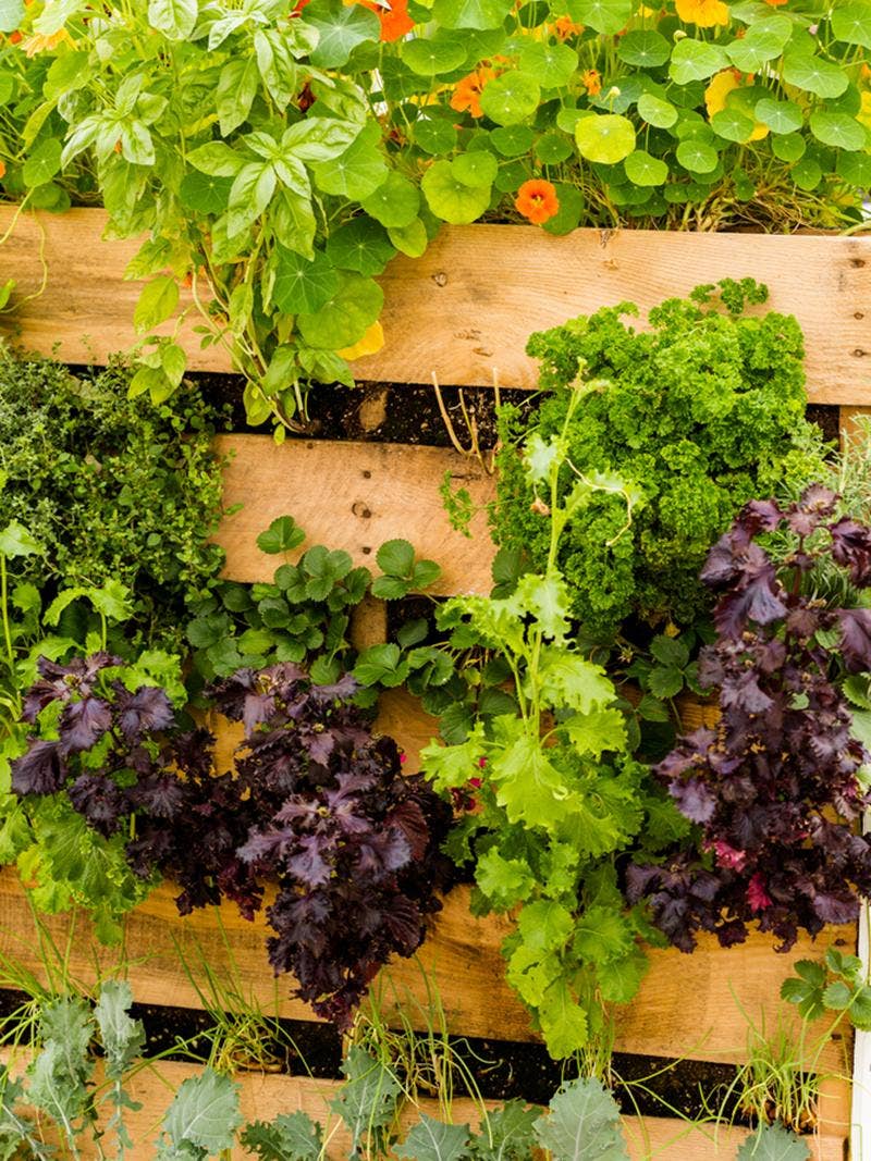 Creating an Outdoor Vertical Garden: Garden Styles for Smaller Spaces -  Burpee, image size:800x1067