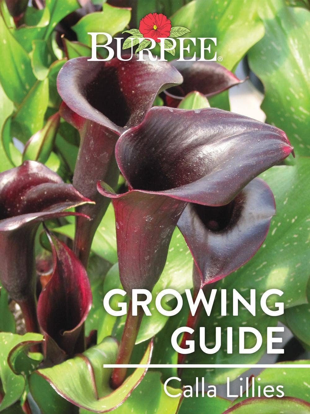 Learn About Calla Lillies - Burpee