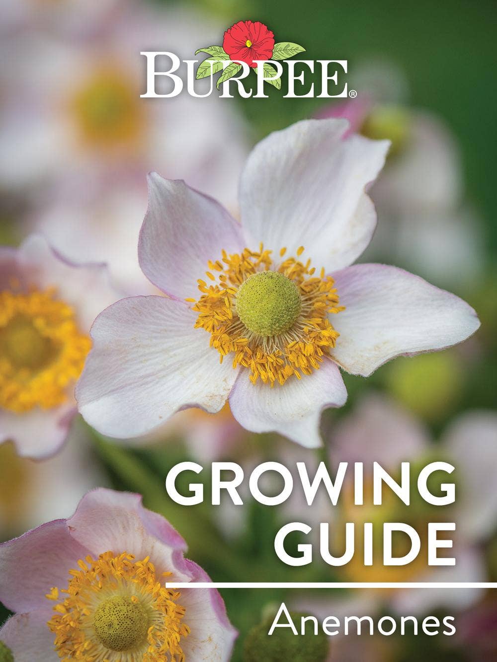 anemone様　ハーリップトゥ　４点　纏め anemone様 ハーリップトゥ 4点 纏め Anemone | TERRA NOVA® Nurseries