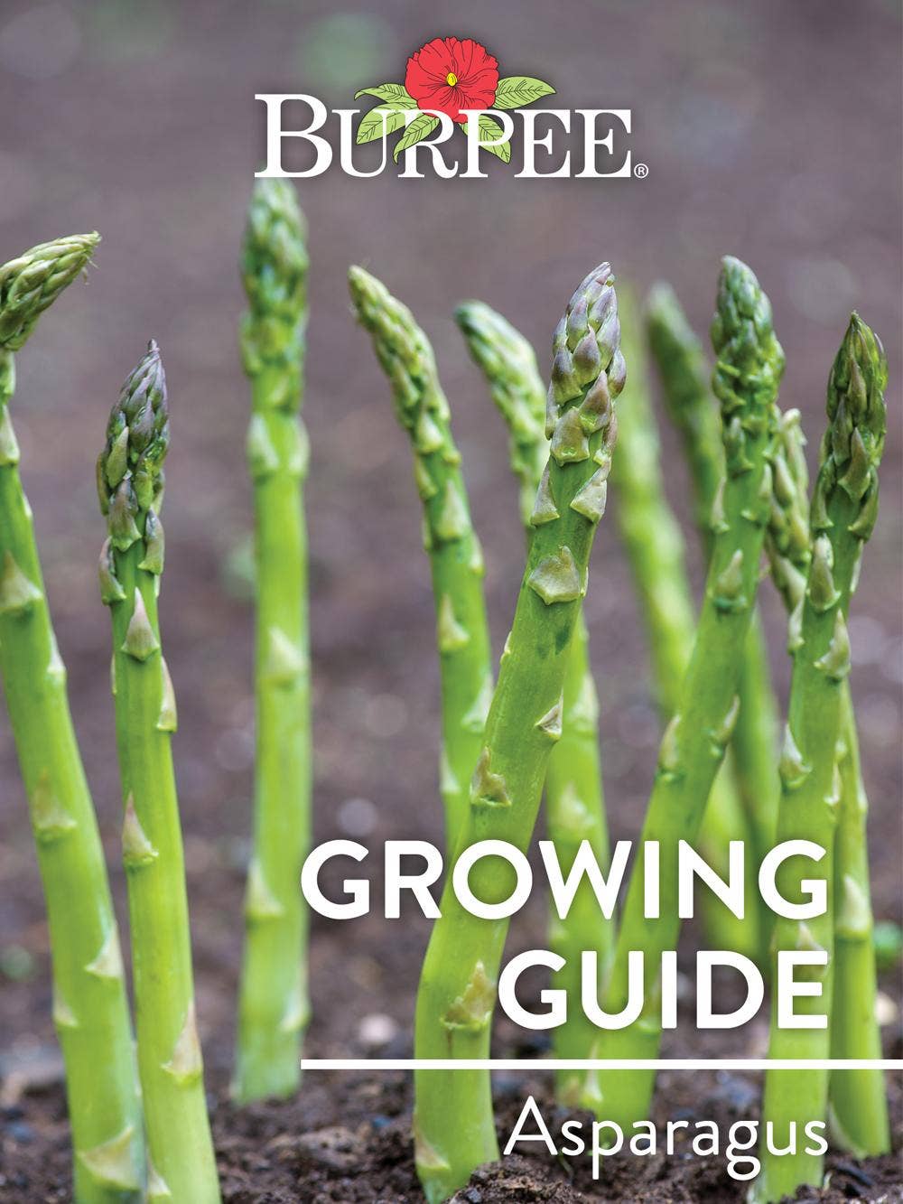 Learn About Asparagus | Burpee Gardening - Burpee