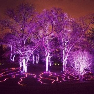 Taylor Studios | Illumination Lights Up Attendance at The Morton Arboretum