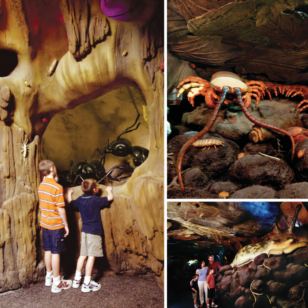 The jaw-dropping Life Underground exhibit area was built for Audubon Nature Institute in New Orleans, Louisiana. 