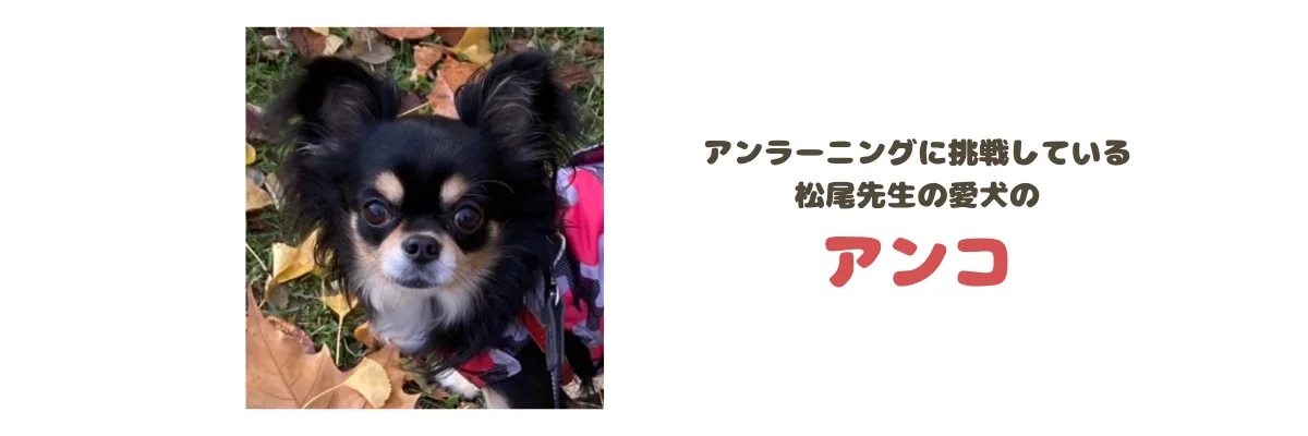 チワワ