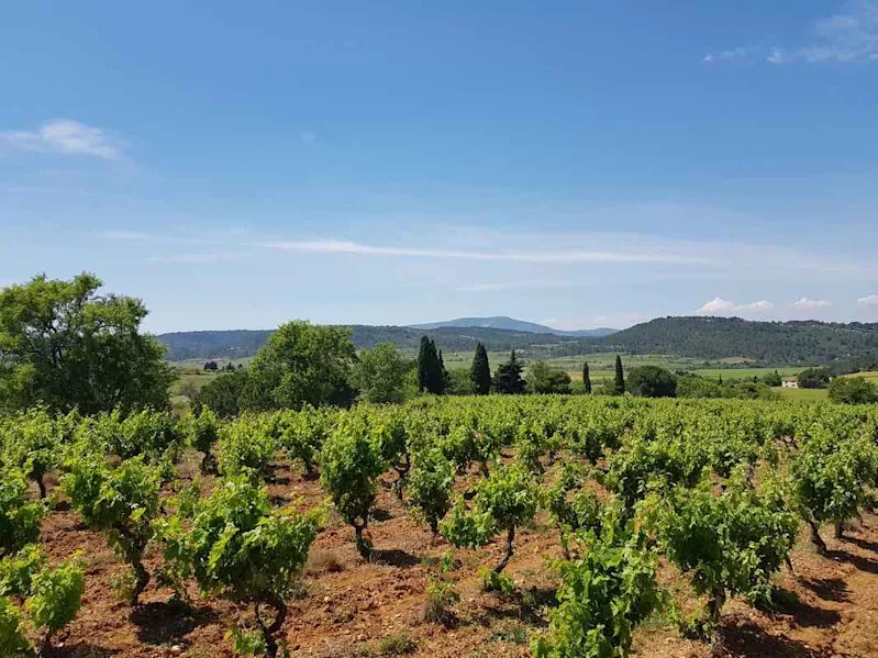 Languedoc vineyard