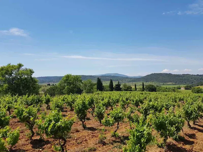Languedoc vineyard