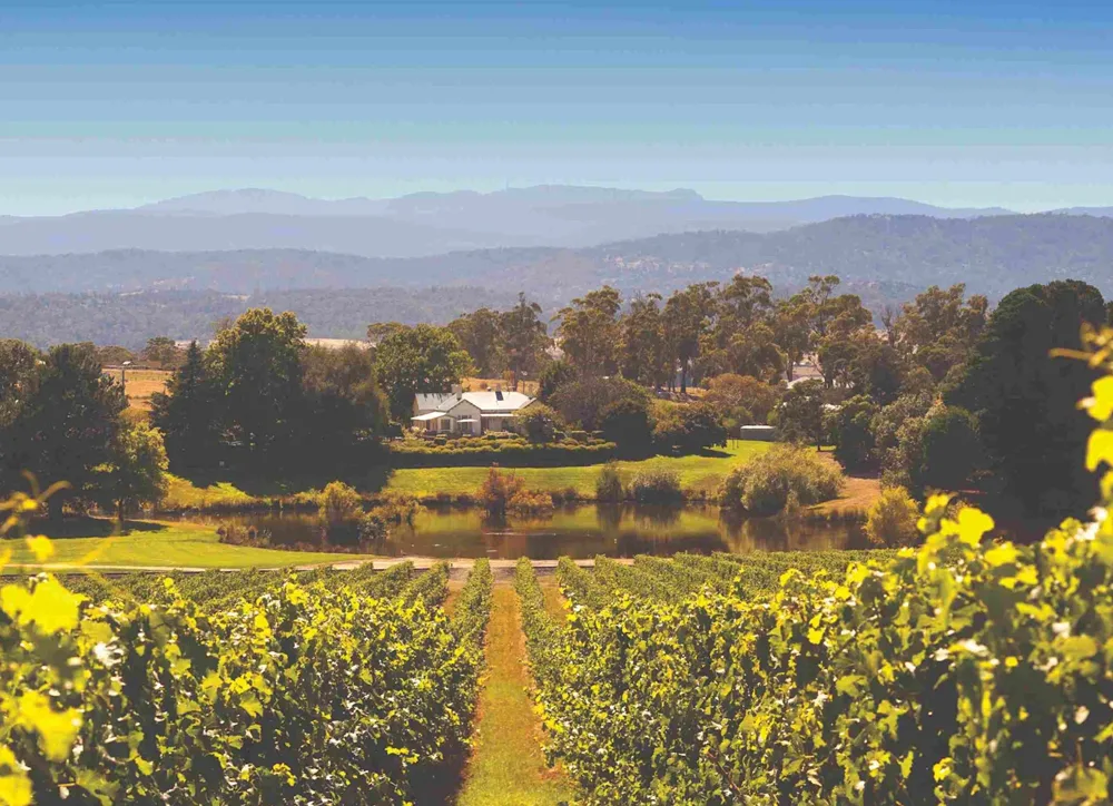 pinot noir Australia image