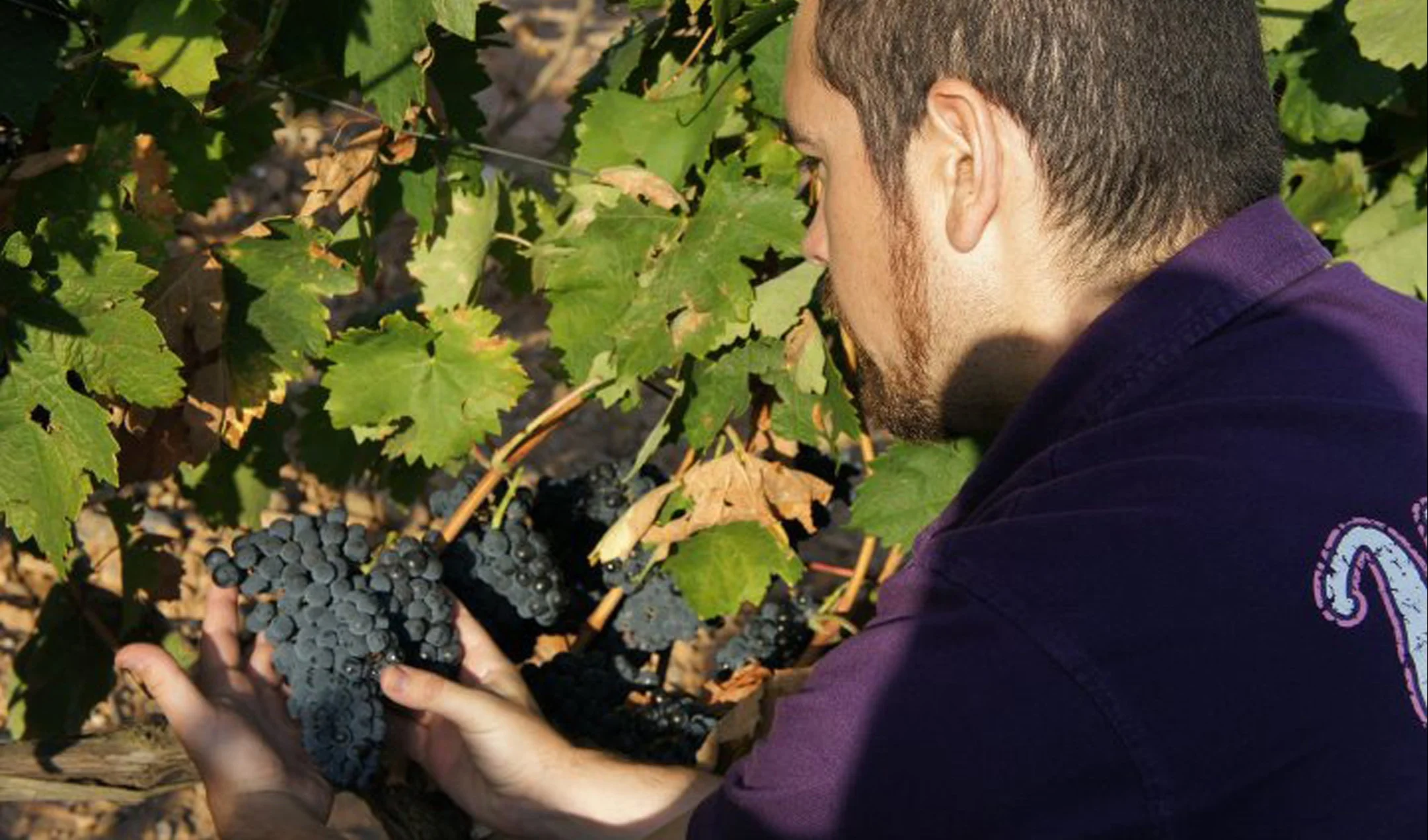 Person examining a cluster of dark grapes on the vine during the growing season.