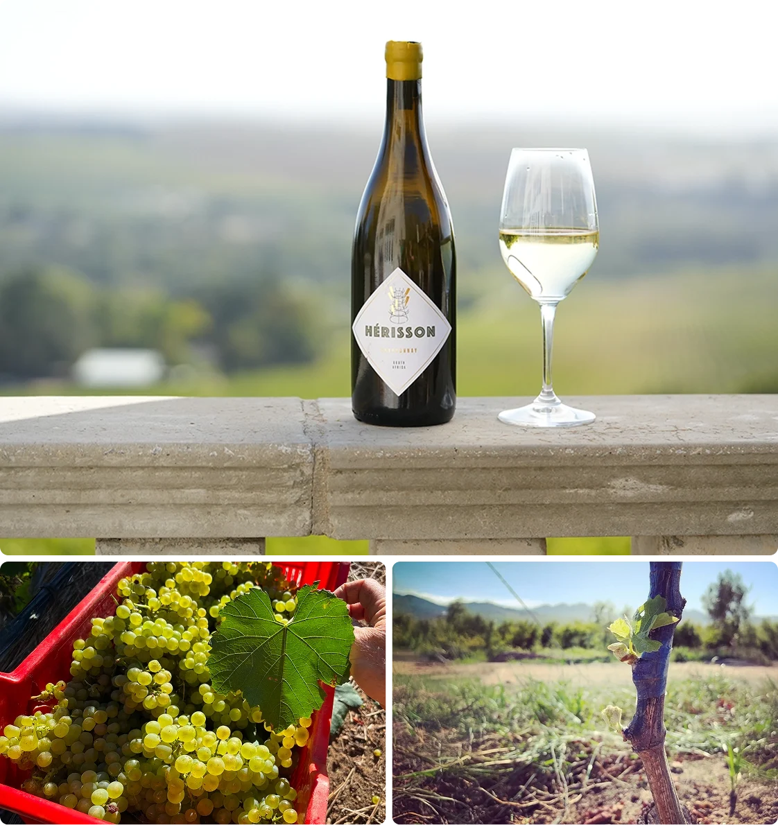 Vineyard Partners - Herisson - Intro section grid image