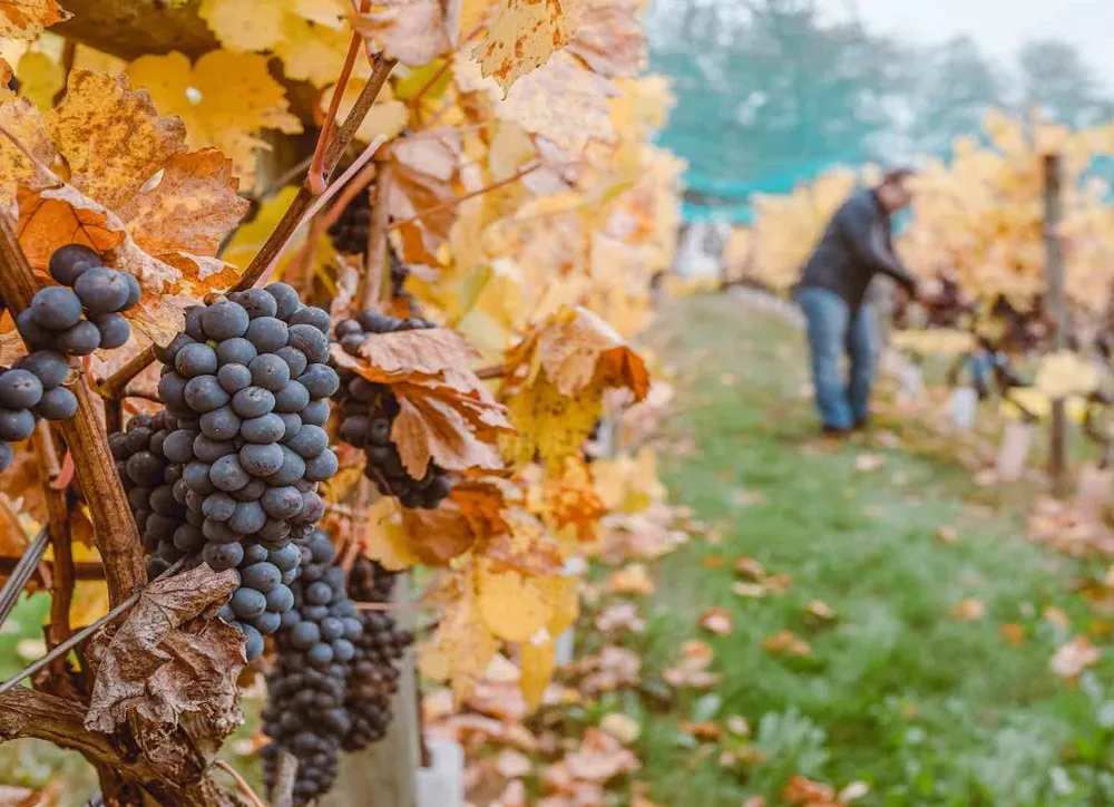 where are the famous pinot noir regions