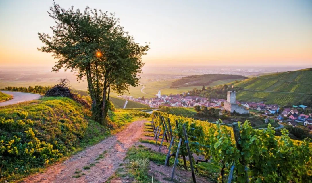 A simple guide to Alsace wines