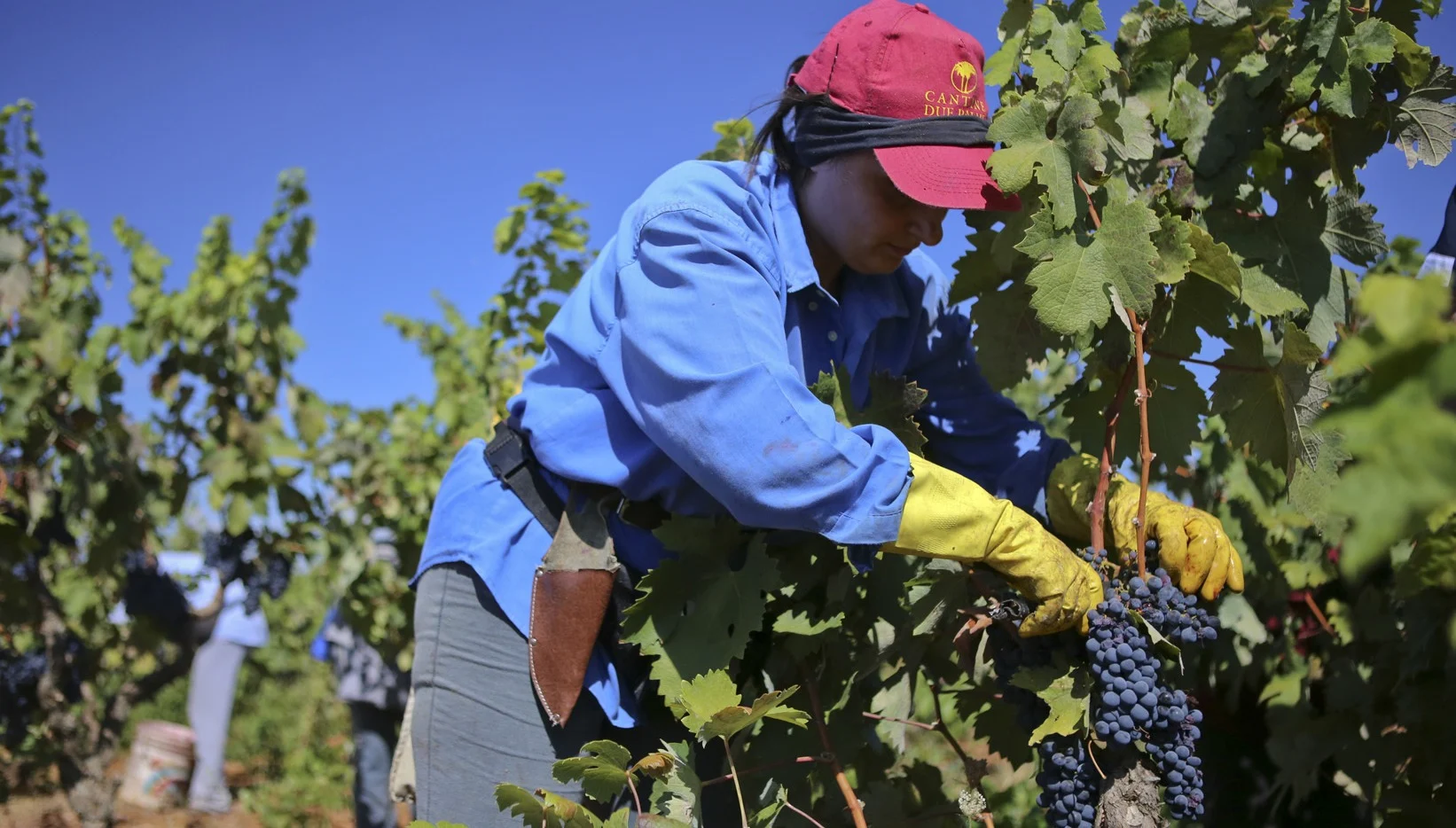 Worker hand‑harvesting clusters of dark grapes from vines while wearing protective gloves.