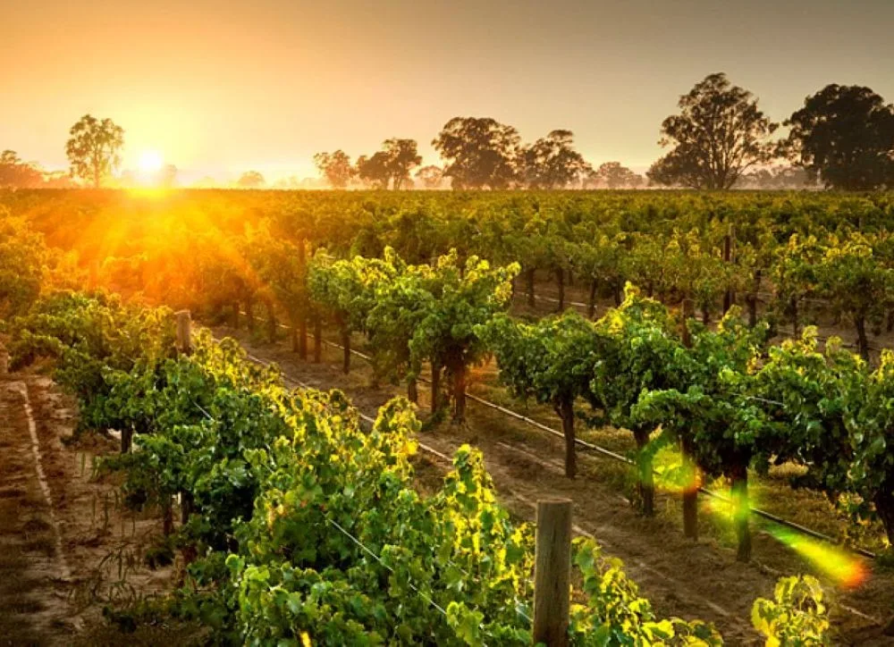 Australian Wine Regions - Victoria - Image