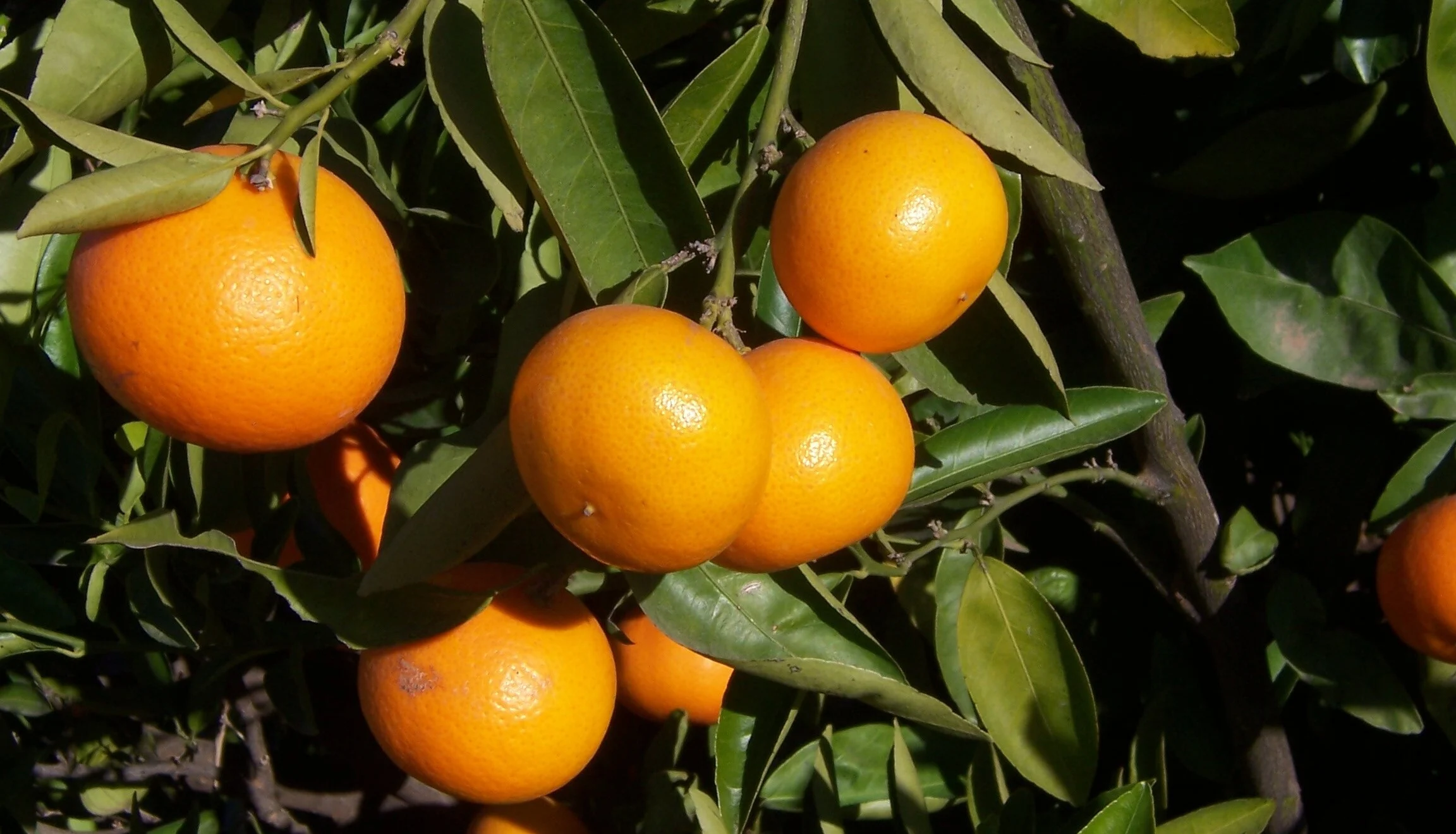 Ripe oranges hanging from a tree with glossy green leaves in bright sunlight.