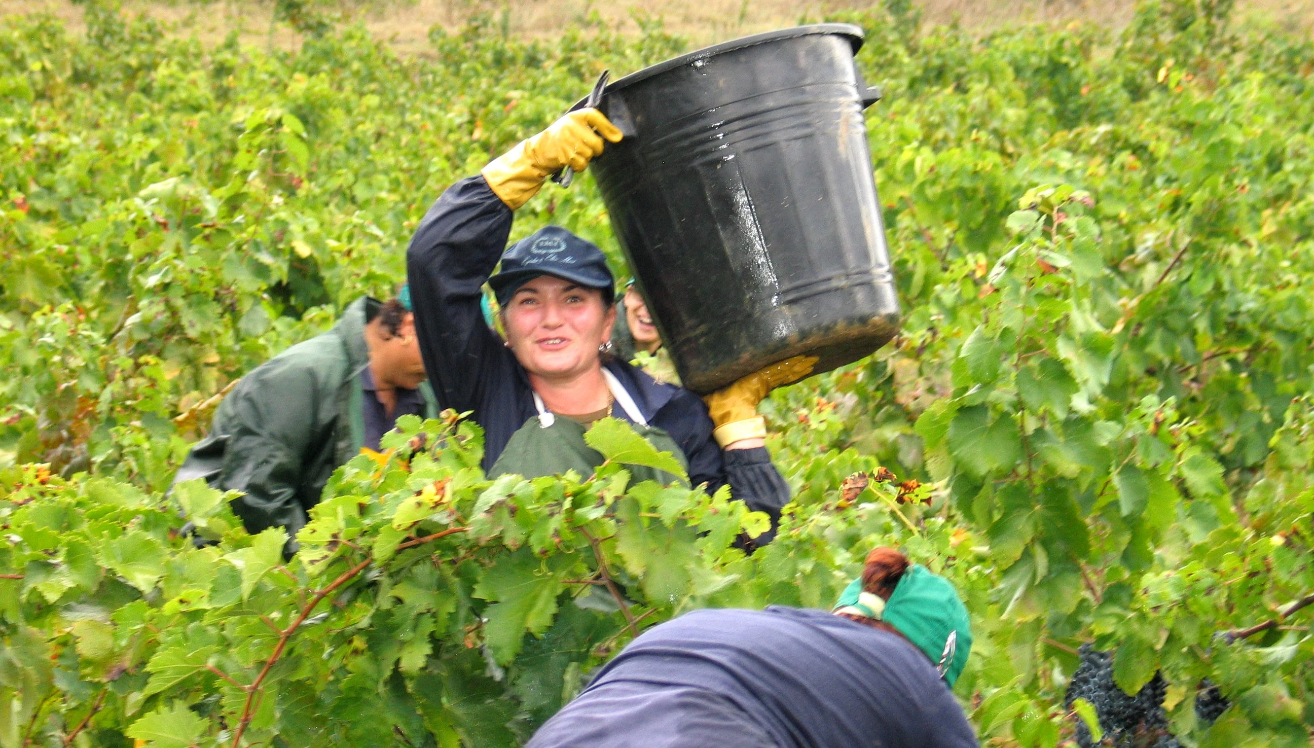 Vineyard workers carrying large containers of grapes through dense green vine rows during harvest.