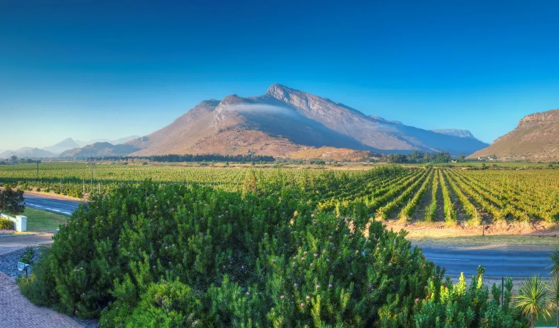 Blog promo - Popular Wine Regions - Image