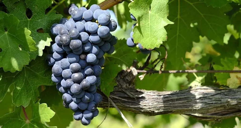 Merlot grapes