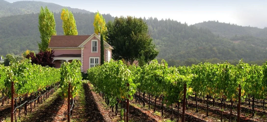 Pinot Noir vs Merlot - Key Growing Regions - Merlot - Image