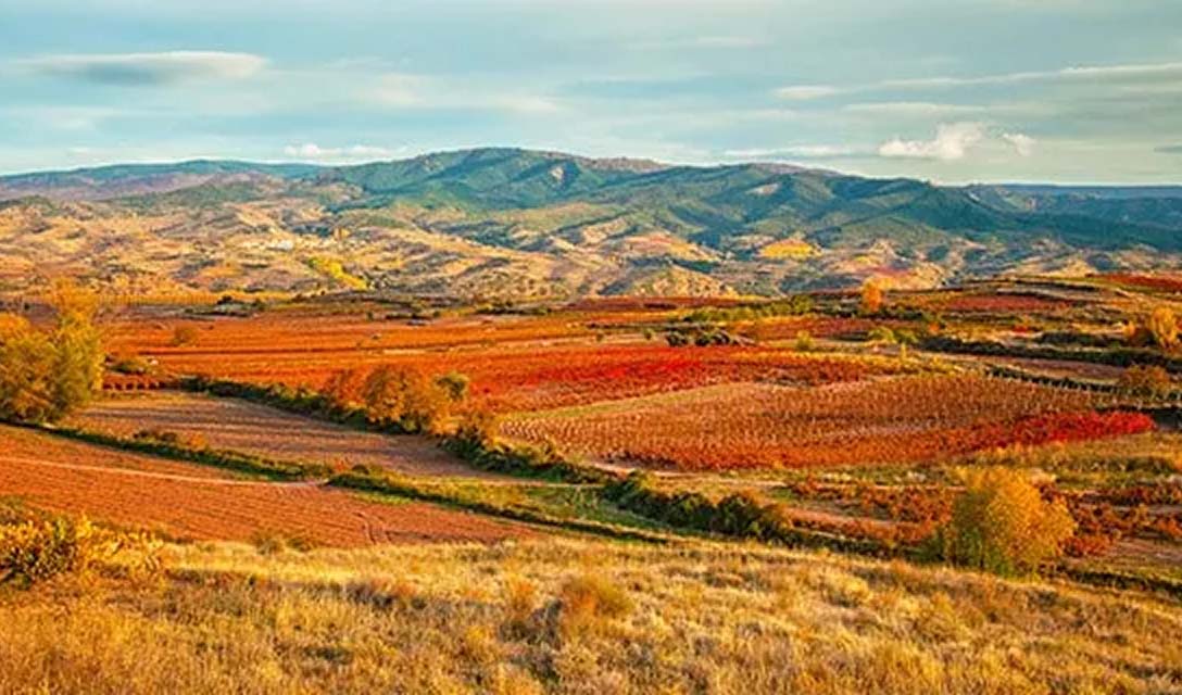 Spectacular Spanish red wines to try now