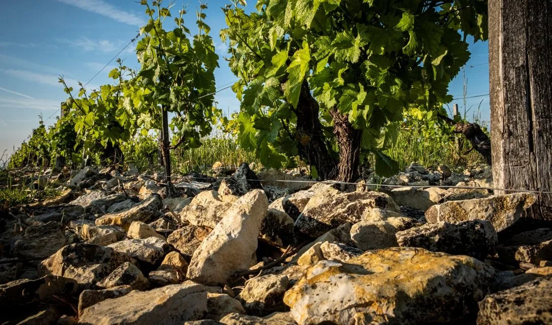 Blog promo - Wines of the Loire Valley - Image