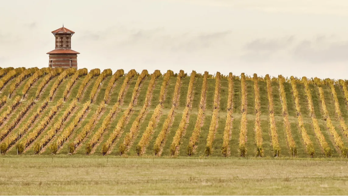Rows of vineyard vines stretching across a hillside beneath a small tower, with autumn-coloured foliage under a cloudy sky.