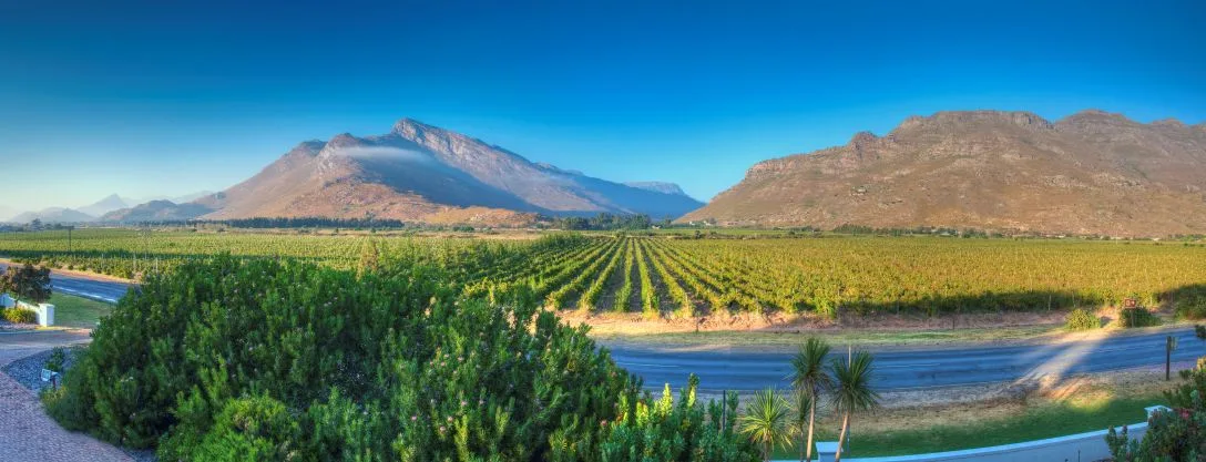 south african vineyard