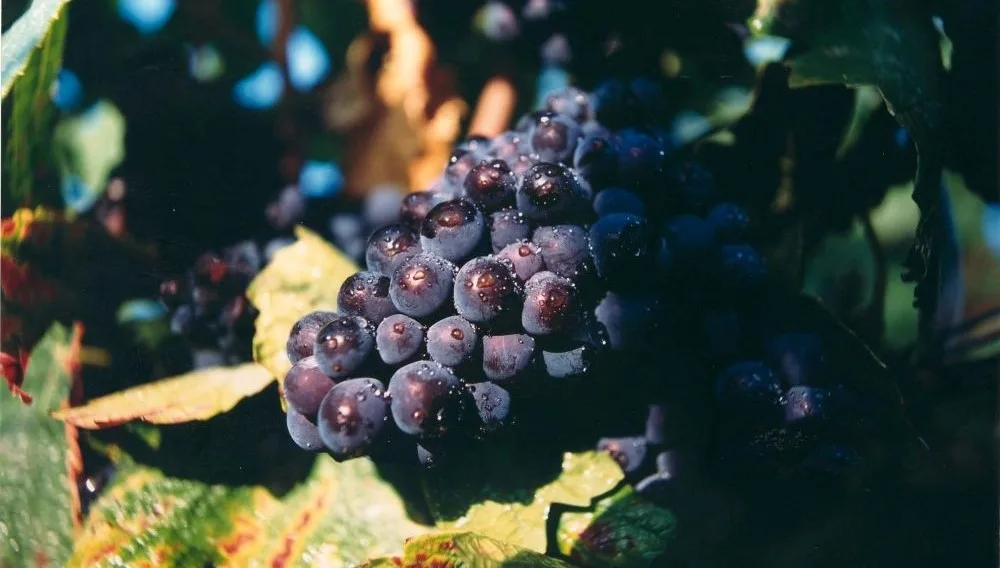 Prosecco vs Champagne - Grapes - Image