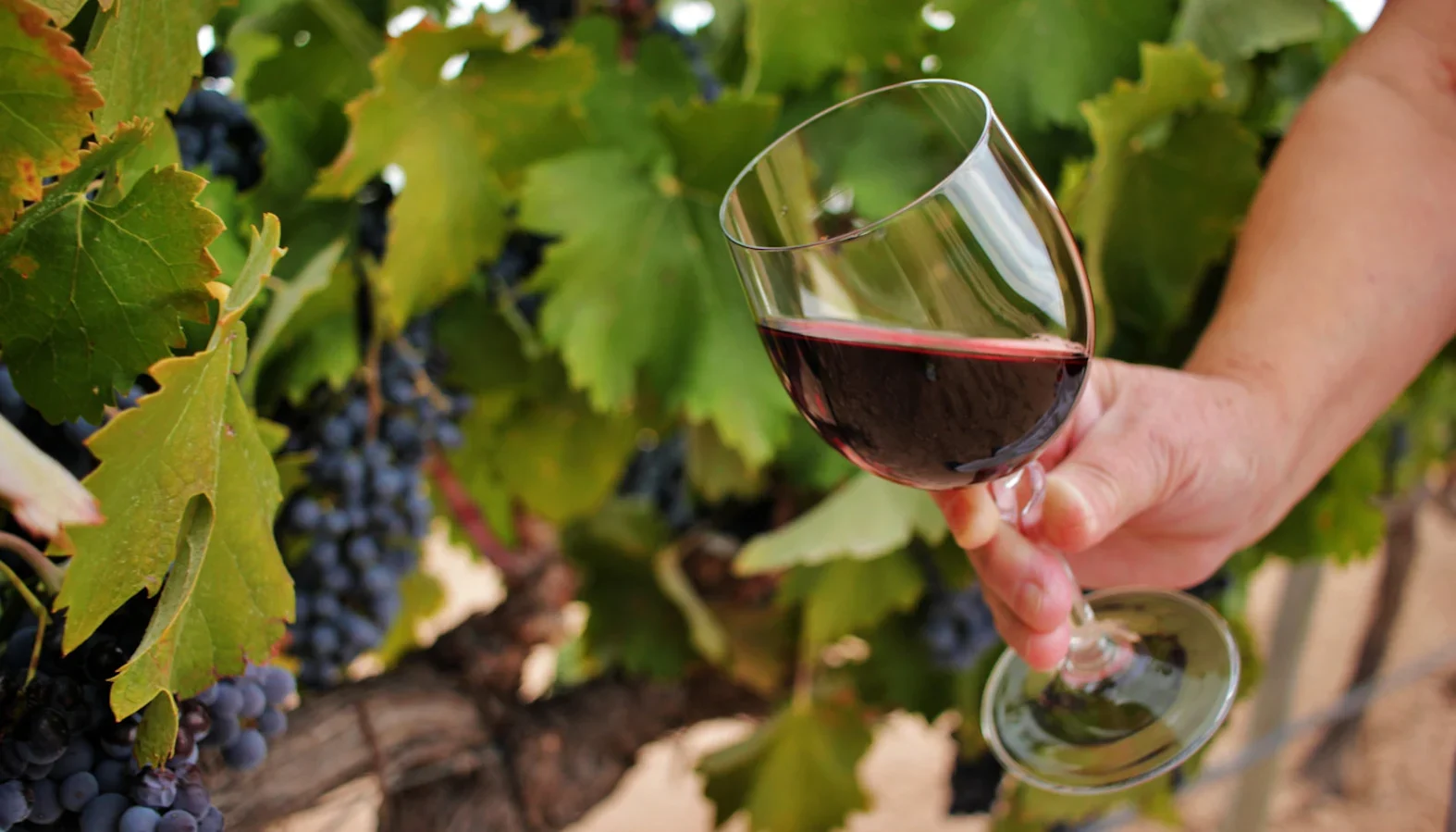A hand holding a glass of red wine in front of grapevines with ripe dark grapes and green leaves in a vineyard setting.