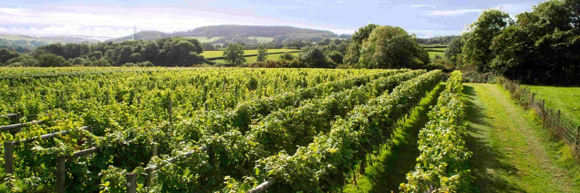 English sparkling wine image